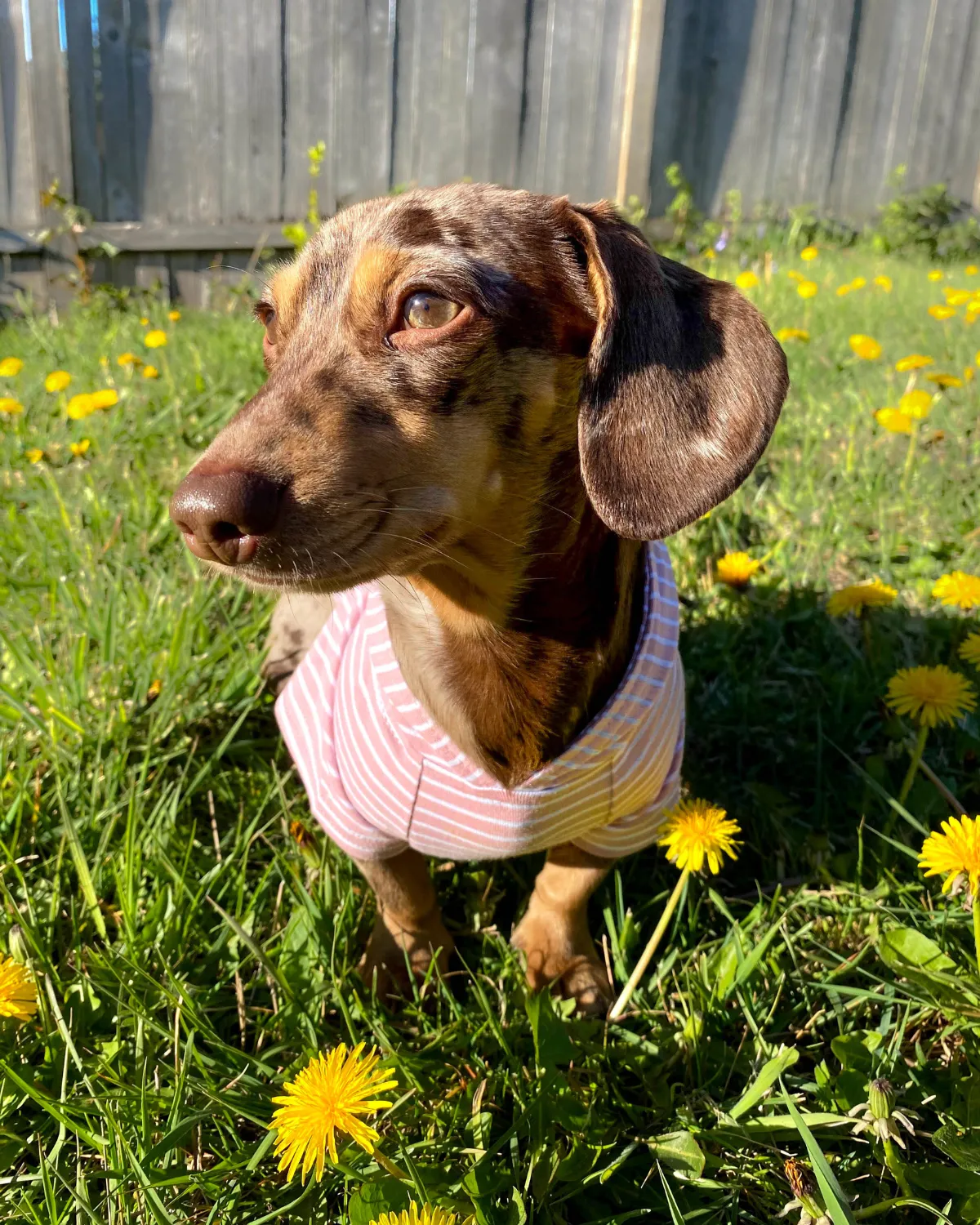 Dog Hoodie - Blush Pink