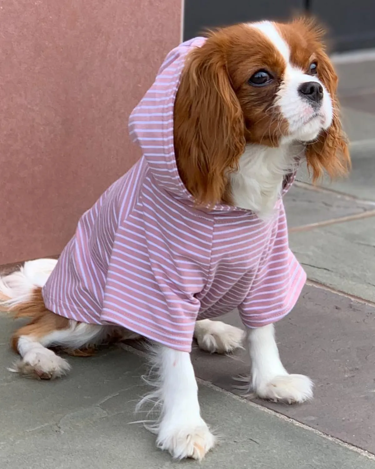 Dog Hoodie - Blush Pink