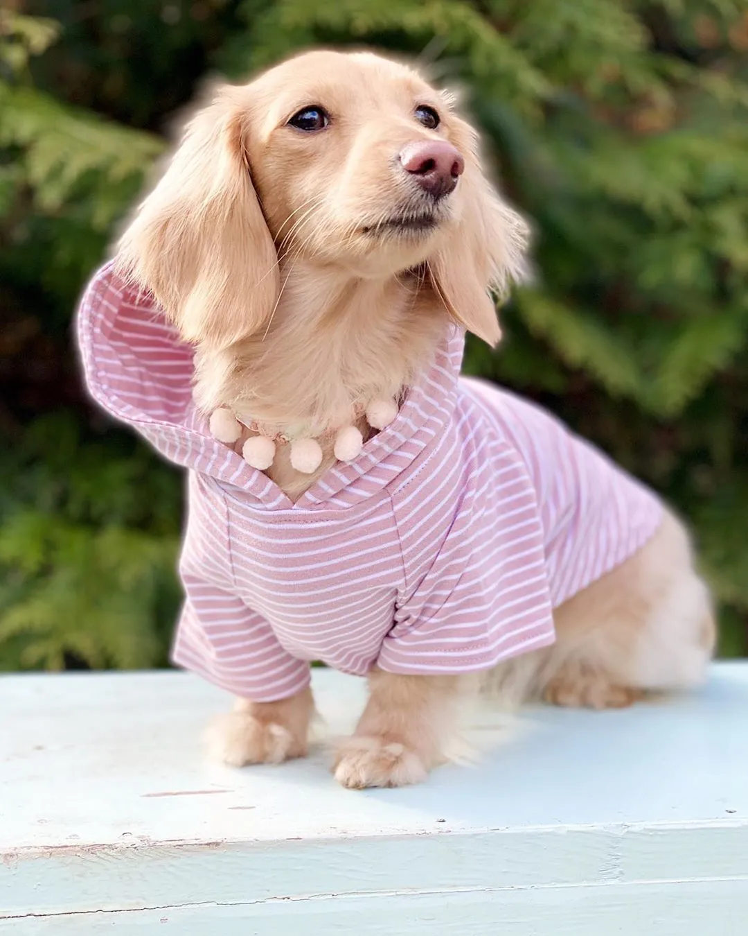 Dog Hoodie - Blush Pink