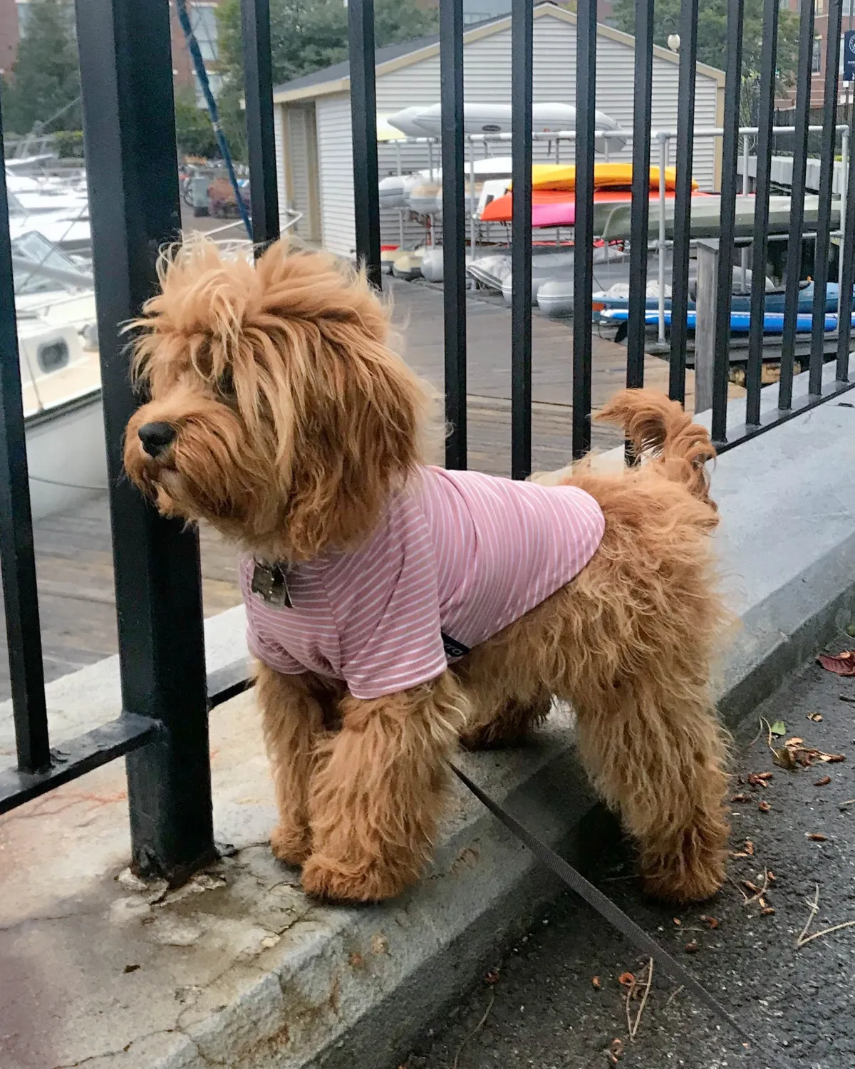 Dog Hoodie - Blush Pink