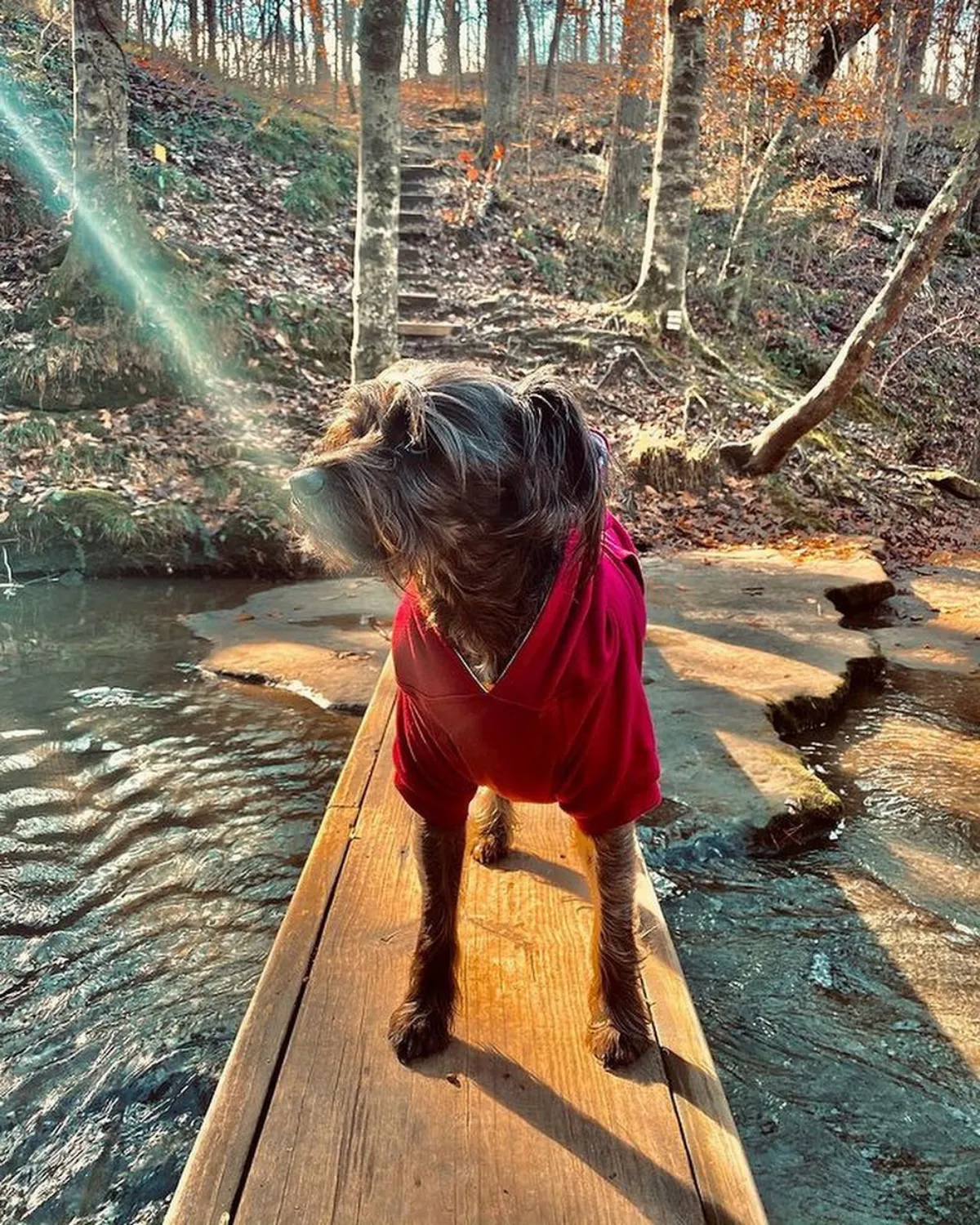 Dog Hoodie - Burgundy Red