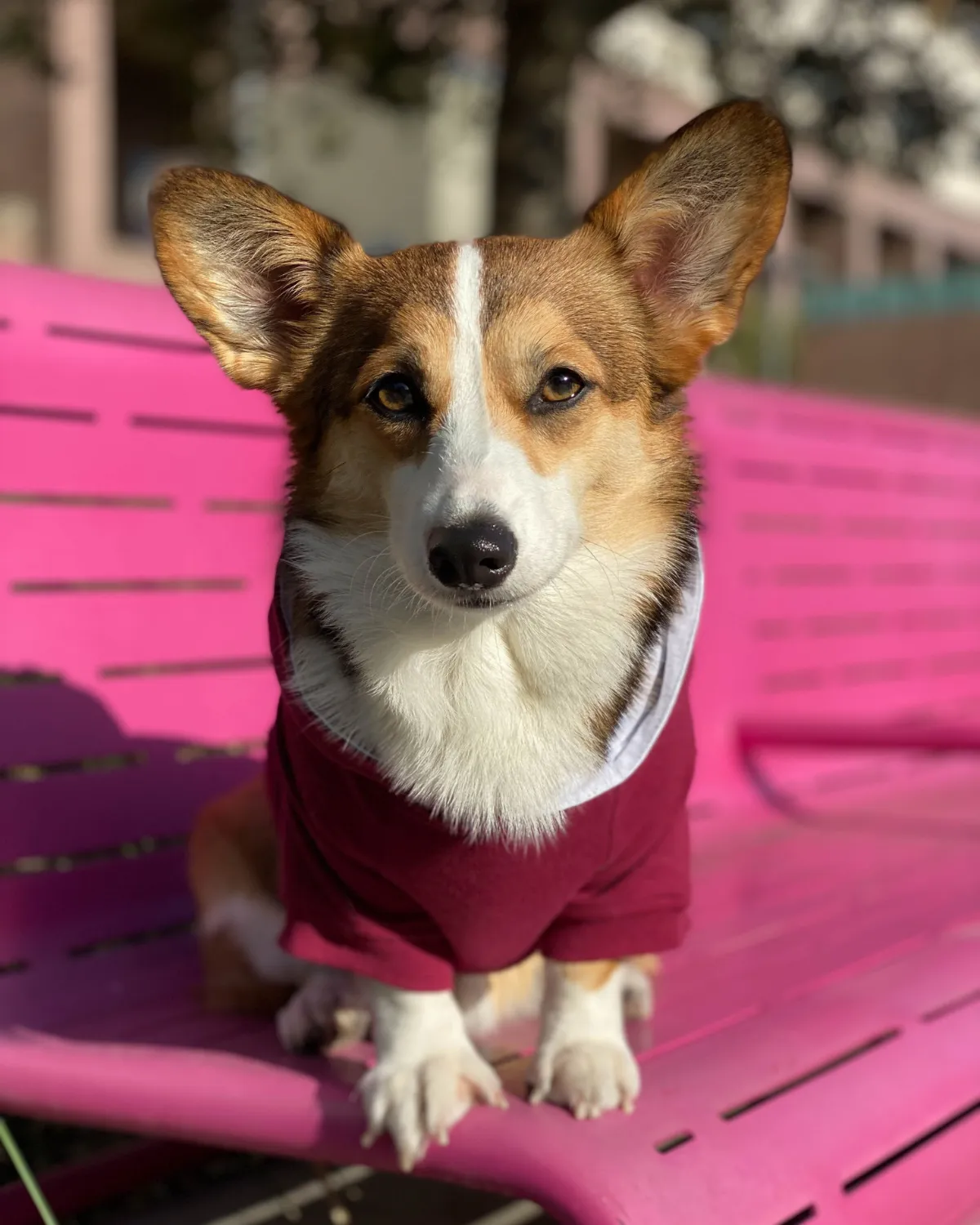 Dog Hoodie - Burgundy Red