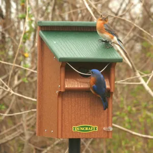 Duncraft Bluebird Swing Guard Bird House