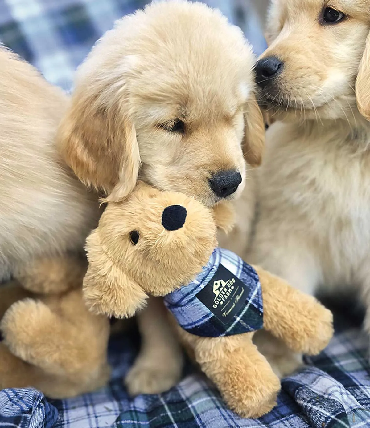 Golden Dog Farm 8" Plush Retriever - Campbell